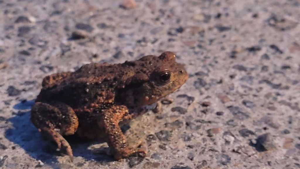 Groda vid Råstasjön