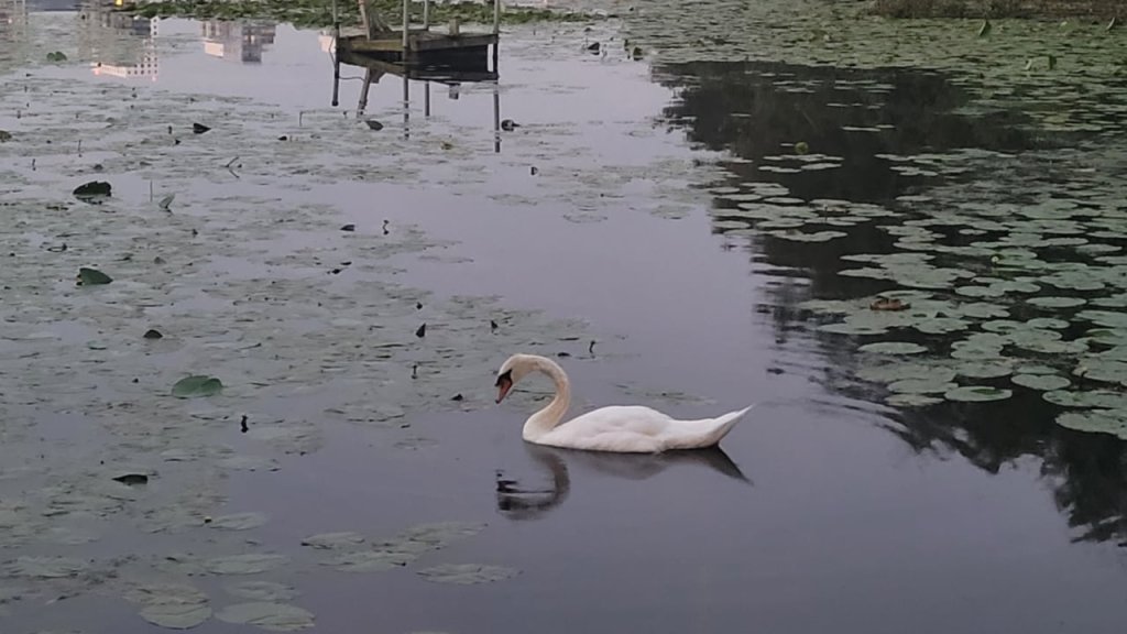 Svan vid Råstasjön