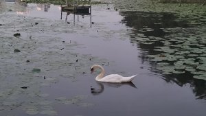 Svan vid Råstasjön