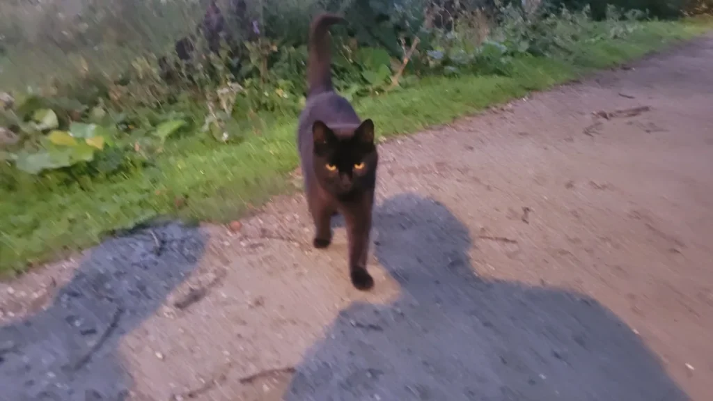 Svart katt vid Råstasjön